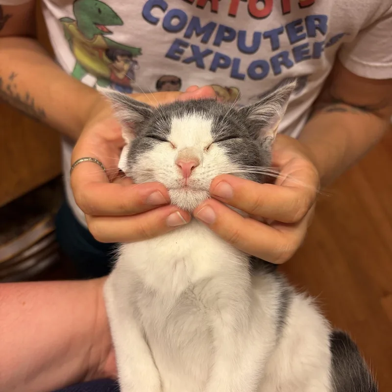 A baby medium-sized male Gray & White Domestic Short Hair cat named Tiger Mart for adoption in Jersey City, NJ