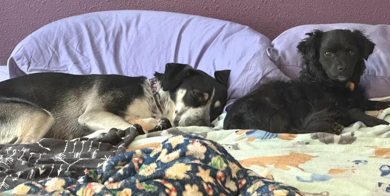 Taz