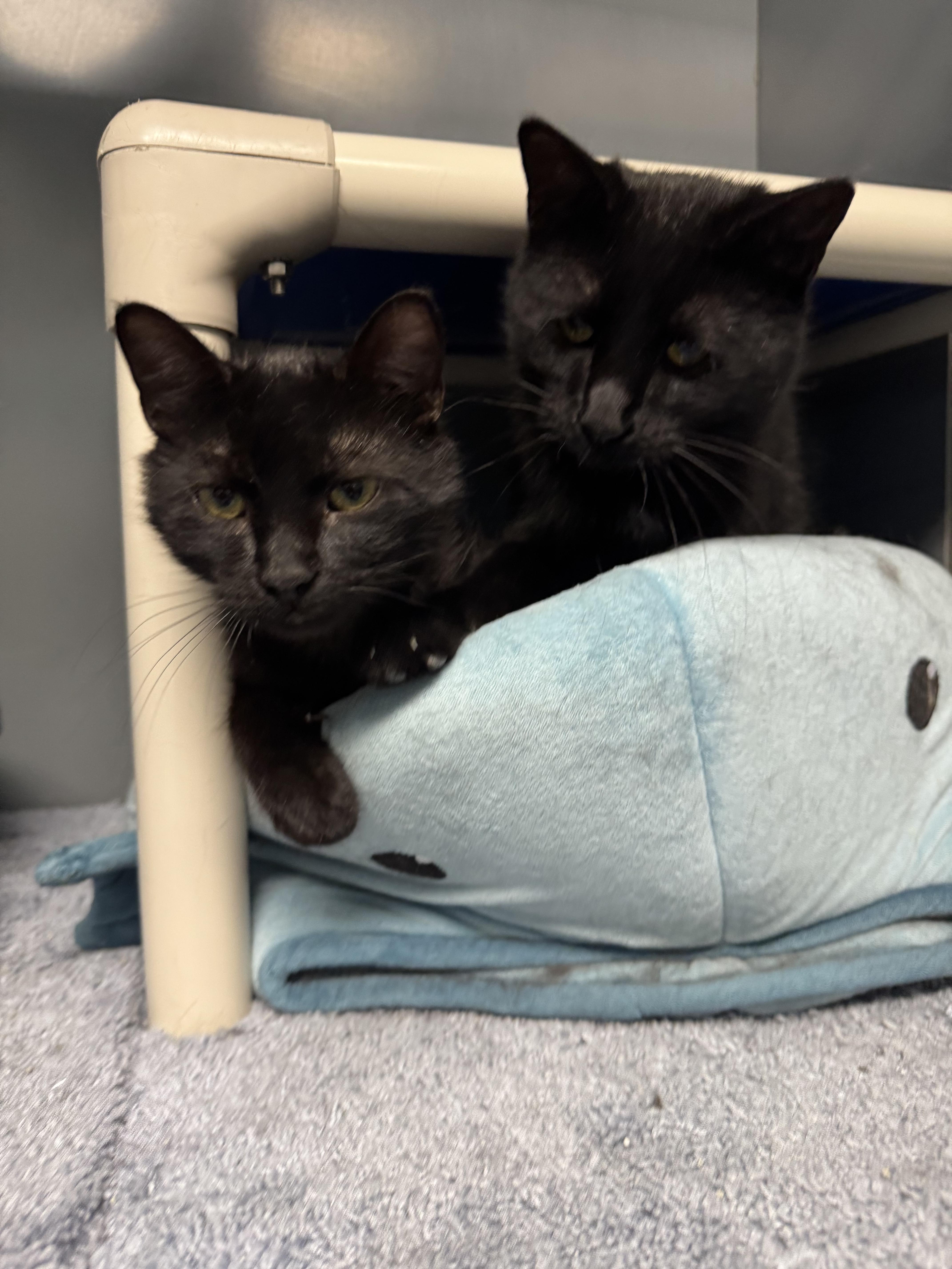 A young medium-sized male Domestic Short Hair cat named Asher And Forest for adoption in Blair, NE