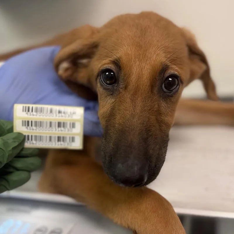 A baby small-sized female Yellow / Tan / Blond / Fawn Mixed Breed dog named Fawn Leaf Bat for adoption in Charleston, WV