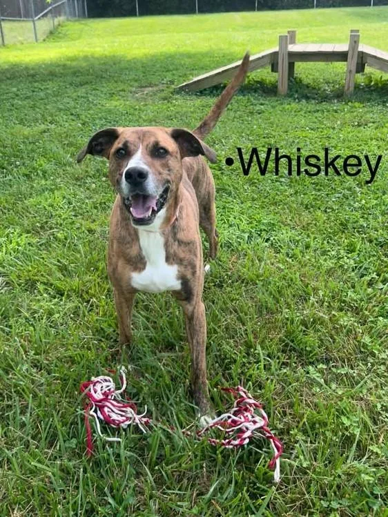 A young medium-sized male Mixed Breed dog named Whiskey for adoption in Point Pleasant, WV