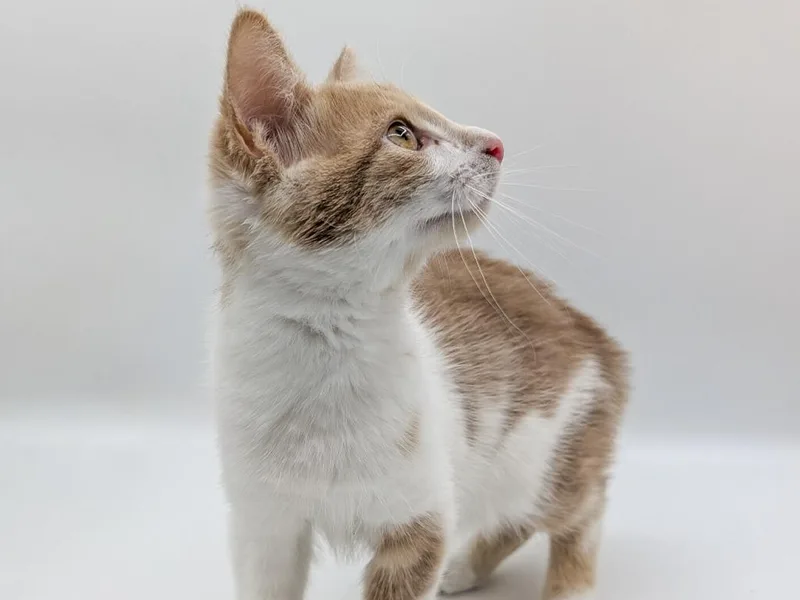 A baby small-sized male Domestic Short Hair cat named Tino for adoption in Powell, OH