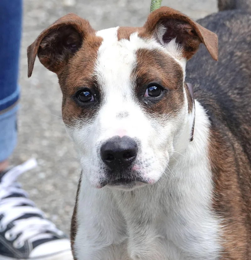A baby medium-sized male Brindle Terrier dog named Peanut for adoption in Millfield, OH