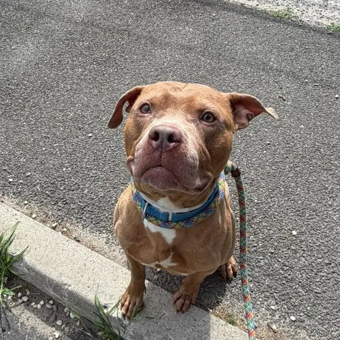 An adult large-sized male Mixed Breed dog named Banana for adoption in Medford, NY