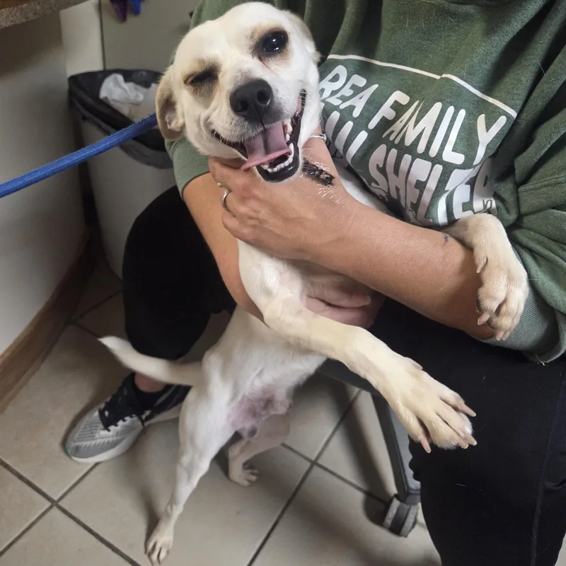 A young small-sized male Mixed Breed dog named Copper for adoption in West Branch, MI