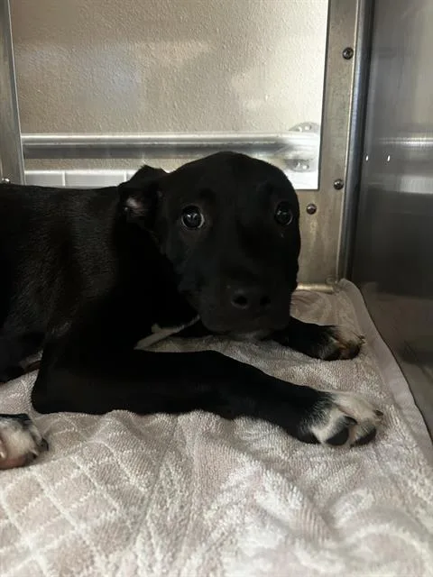 A baby small-sized male Pit Bull Terrier dog named Forest for adoption in Chula Vista, CA
