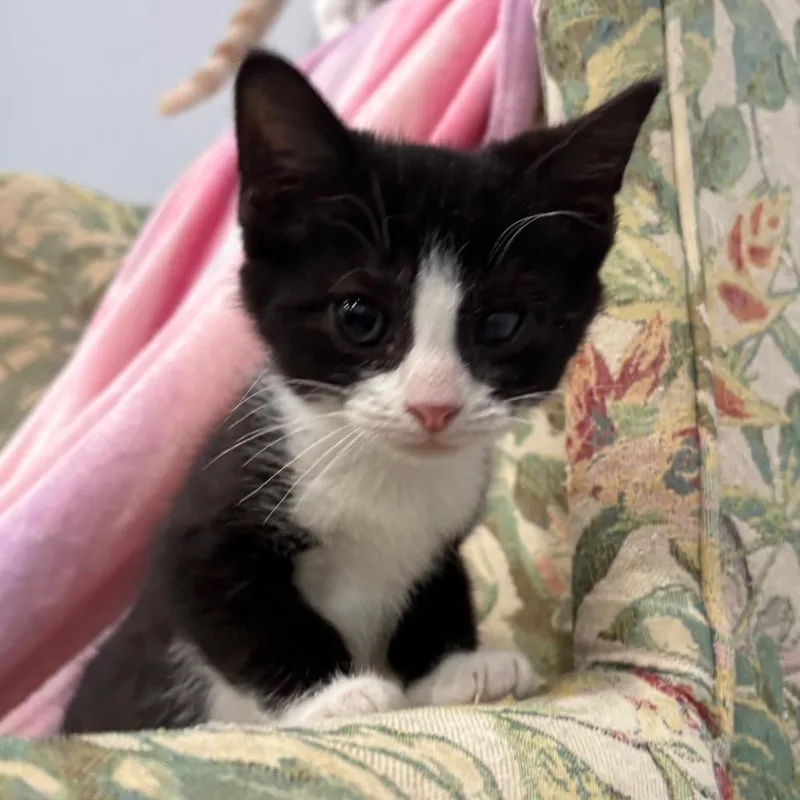 A baby small-sized male Black Domestic Short Hair cat named Jefferson for adoption in Fairmont, WV