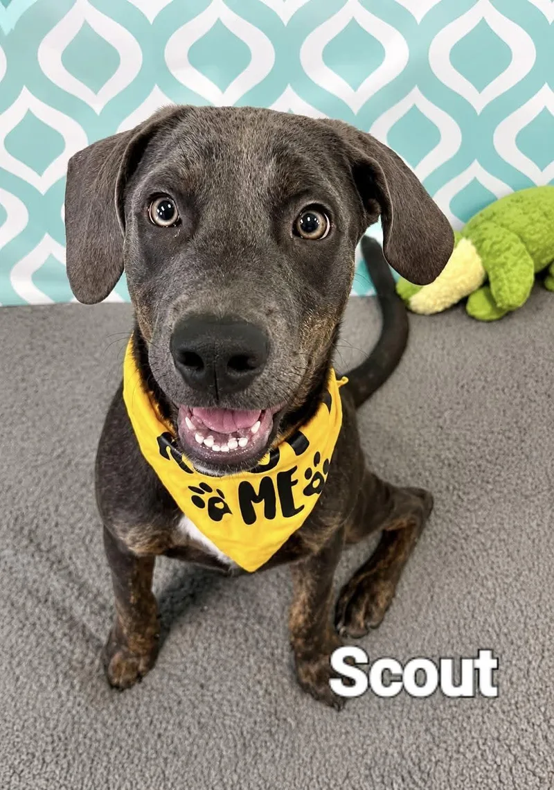 A baby medium-sized female Hound dog named Scout for adoption in Manchester, CT