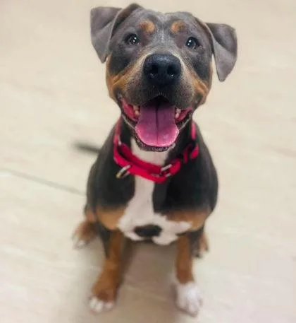 An adult large-sized female Mixed Breed dog named Electra for adoption in West Chester, PA