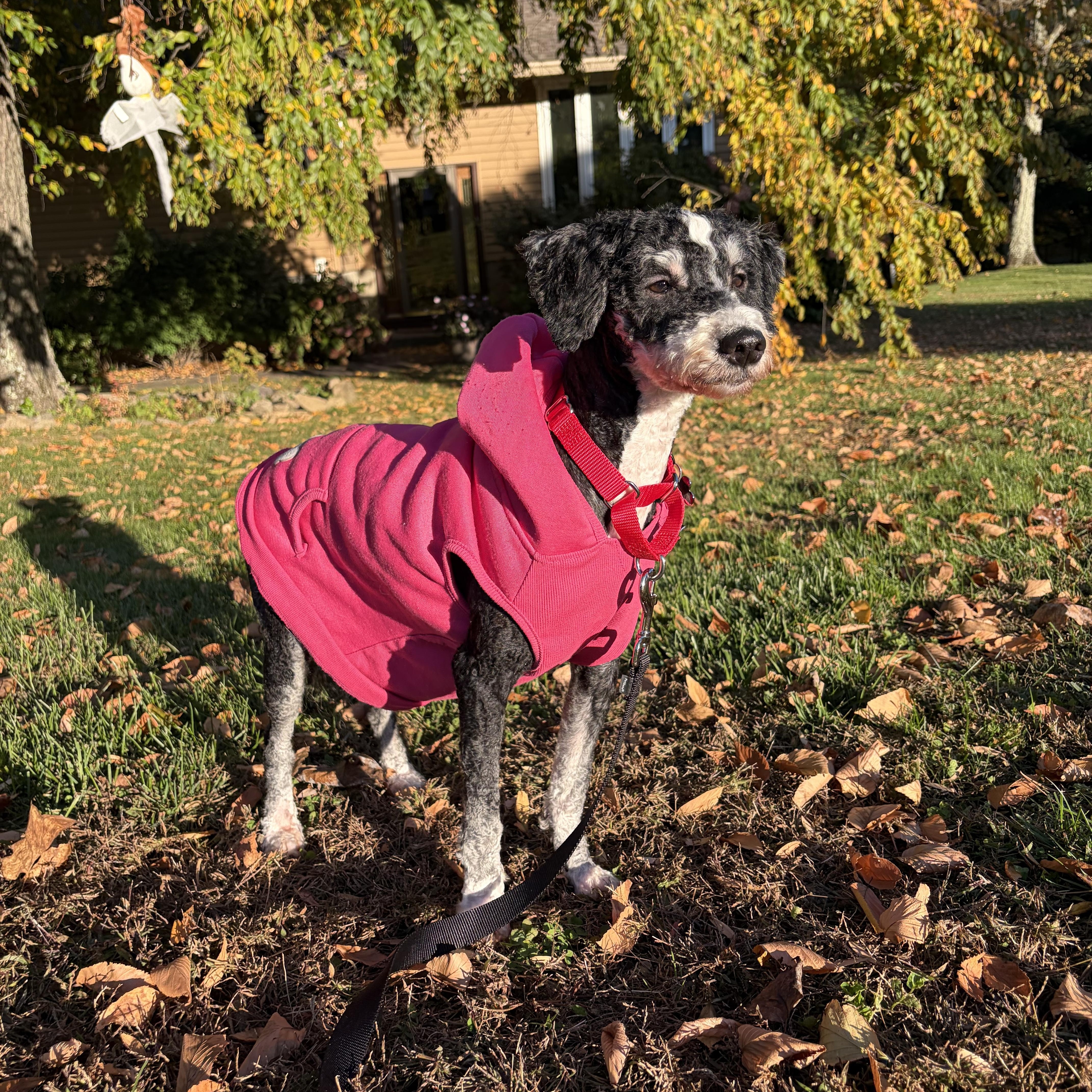 An adult small-sized female Bernedoodle dog named Mocha for adoption in Thornwood, NY