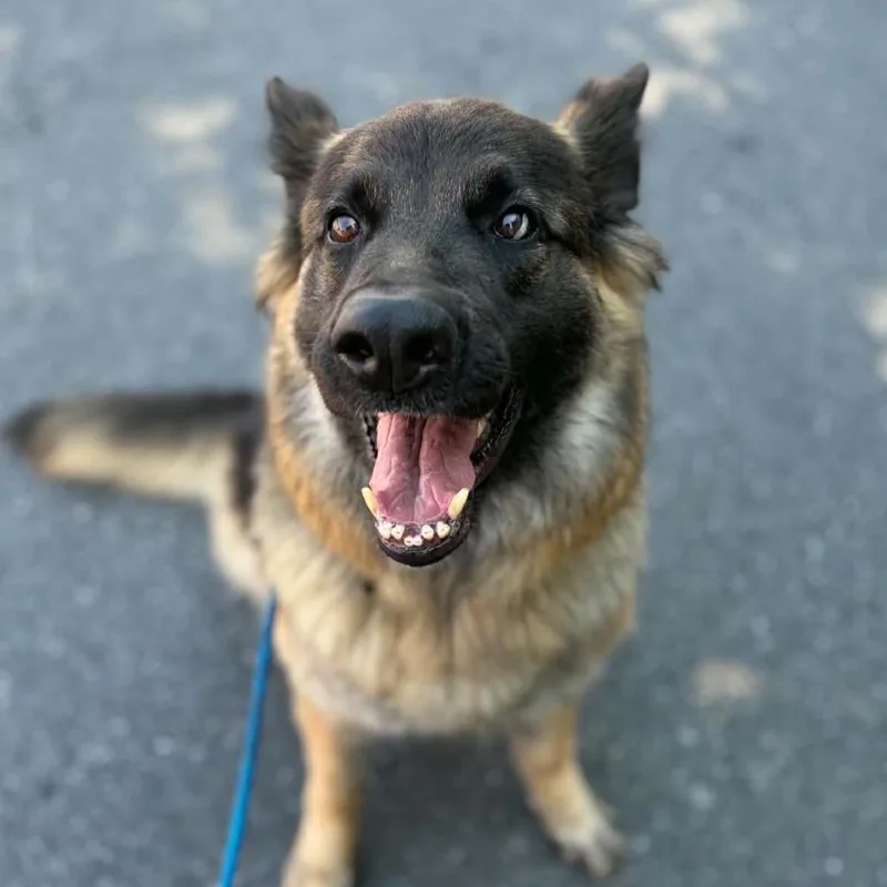 An adult large-sized female Brown / Chocolate German Shepherd Dog dog named Rocket for adoption in Concord, NC