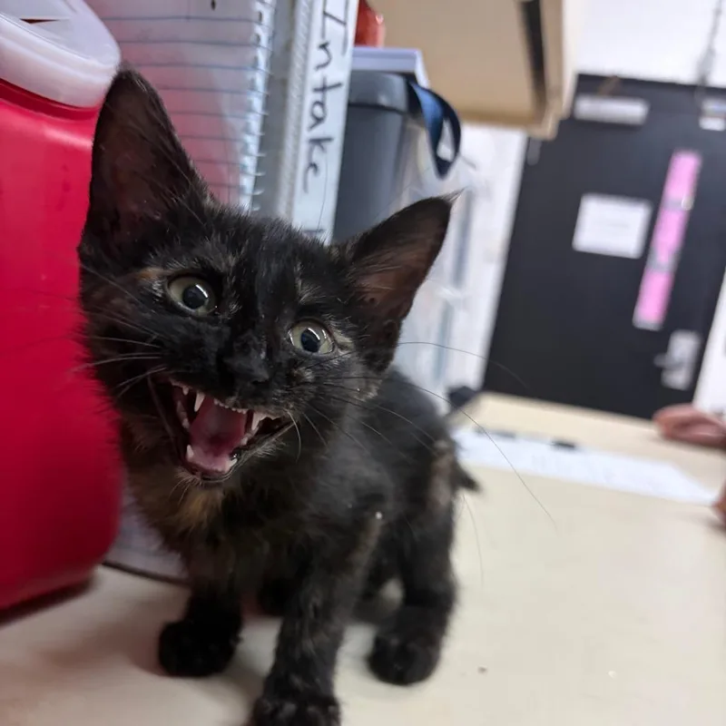 A baby small-sized female Black Domestic Short Hair cat named Lexi for adoption in Ardmore, OK