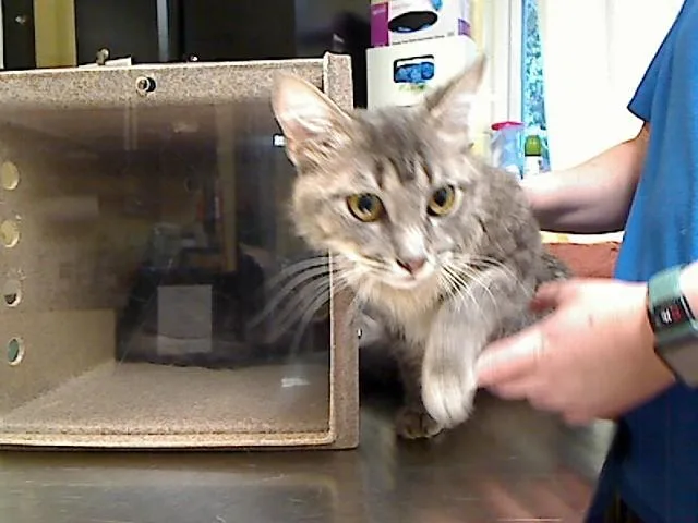 A young medium-sized male Domestic Medium Hair cat named Damon for adoption in Cookeville, TN