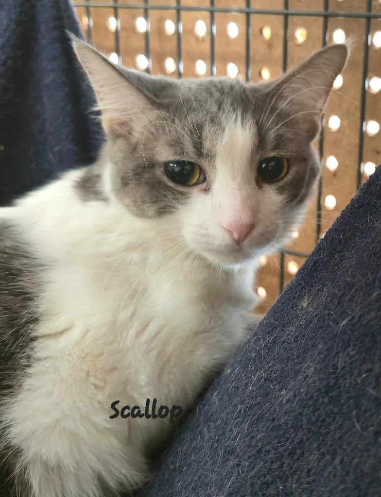 A baby medium-sized female Domestic Short Hair cat named Scallop for adoption in Cedar Rapids, IA