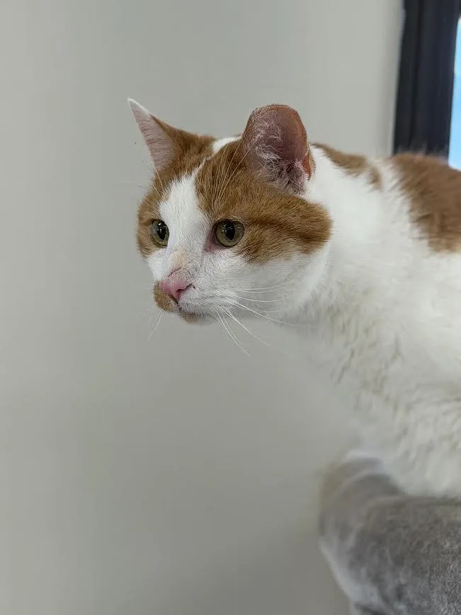 A senior medium-sized male Orange & White American Shorthair cat named Glenn for adoption in Fertile, MN