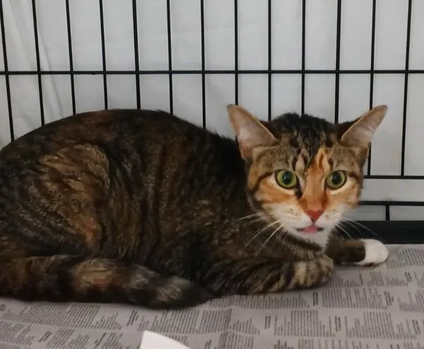 An adult large-sized female Domestic Short Hair cat named Stella for adoption in Dallas, GA
