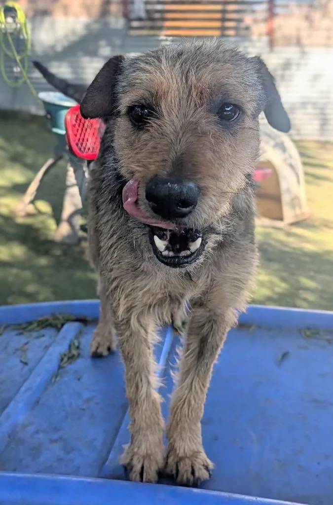 An adult medium-sized male Border Terrier dog named Balto for adoption in San Diego, CA