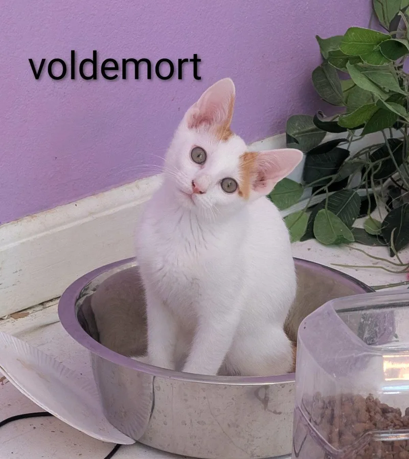 A baby medium-sized male Domestic Short Hair cat named Voldemort for adoption in Kansas City, MO