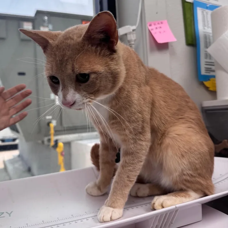 An adult large-sized male Buff / Tan / Fawn Domestic Short Hair cat named Cat Cobain for adoption in Columbiana, AL