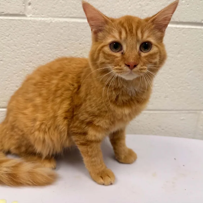 Marmalade