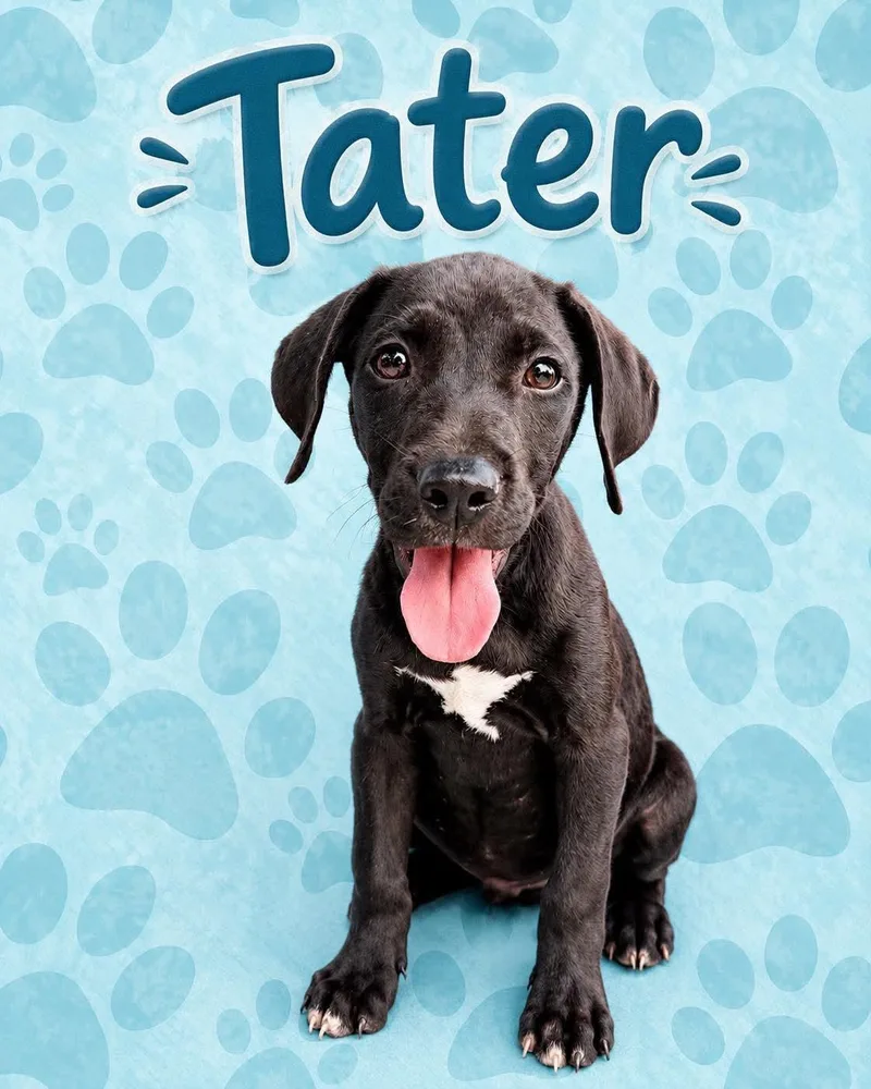 A baby medium-sized male Labrador Retriever dog named Tater for adoption in Carmel, NY