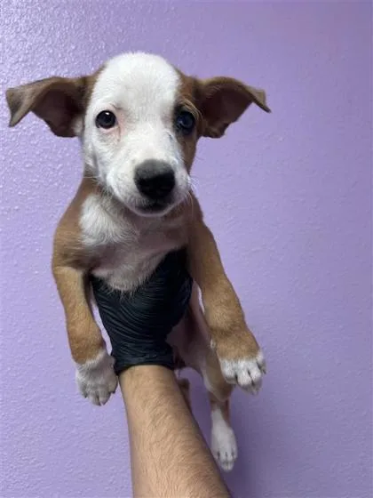 A baby small-sized female Brown / Chocolate Mixed Breed dog named 61383988 for adoption in El Paso, TX