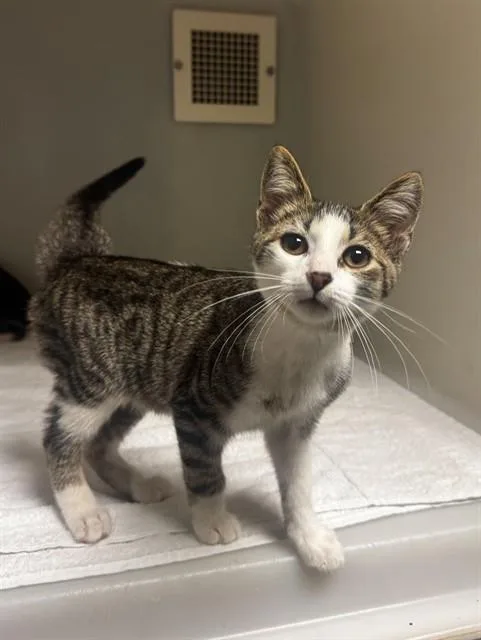 A baby small-sized male Domestic Short Hair cat named Stefen for adoption in Statesville, NC