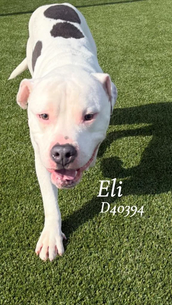 Eli thumbnail 2