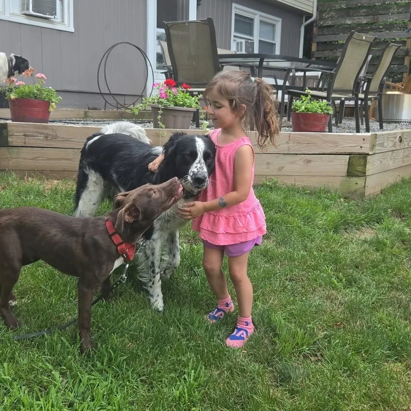 A baby medium-sized male Brown / Chocolate Labrador Retriever dog named Finn for adoption in Chatham, NJ