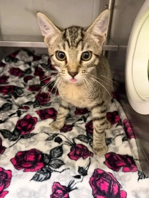 A baby small-sized male Domestic Short Hair cat named Coyote for adoption in Chula Vista, CA