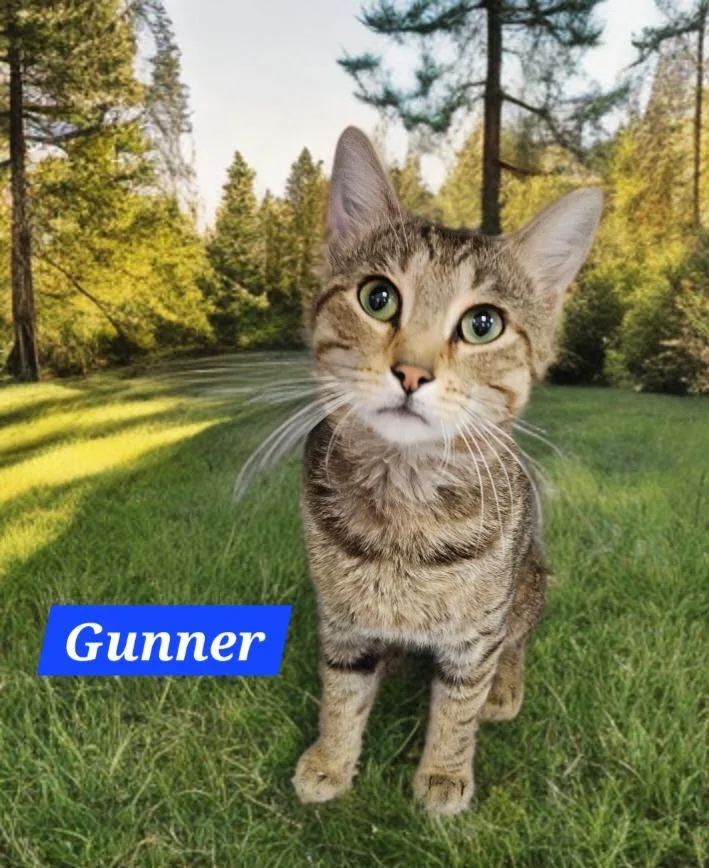 A young medium-sized male Domestic Short Hair cat named Gunner for adoption in Jim Thorpe, PA