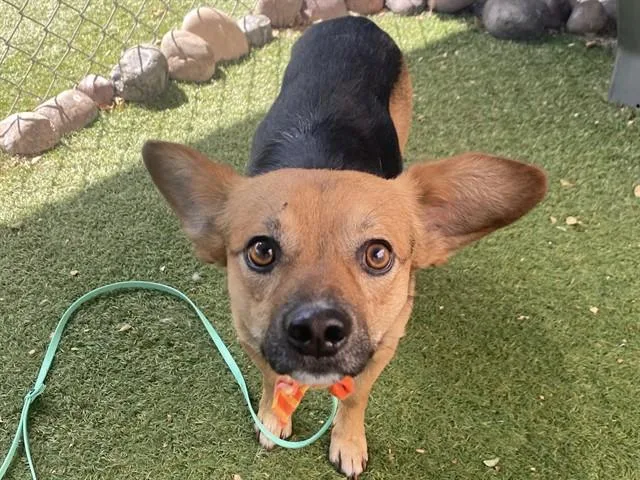 A young small-sized male Chihuahua dog named Toby for adoption in Phoenix, AZ