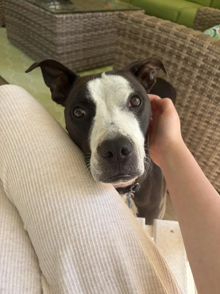 An adult medium-sized female Tricolor (Brown, Black, & White) Staffordshire Bull Terrier dog named Millie for adoption in Youngsville, NC