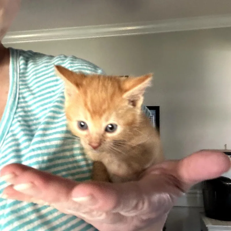A baby small-sized male Orange / Red Domestic Short Hair cat named Calvin for adoption in Huntsville, AL