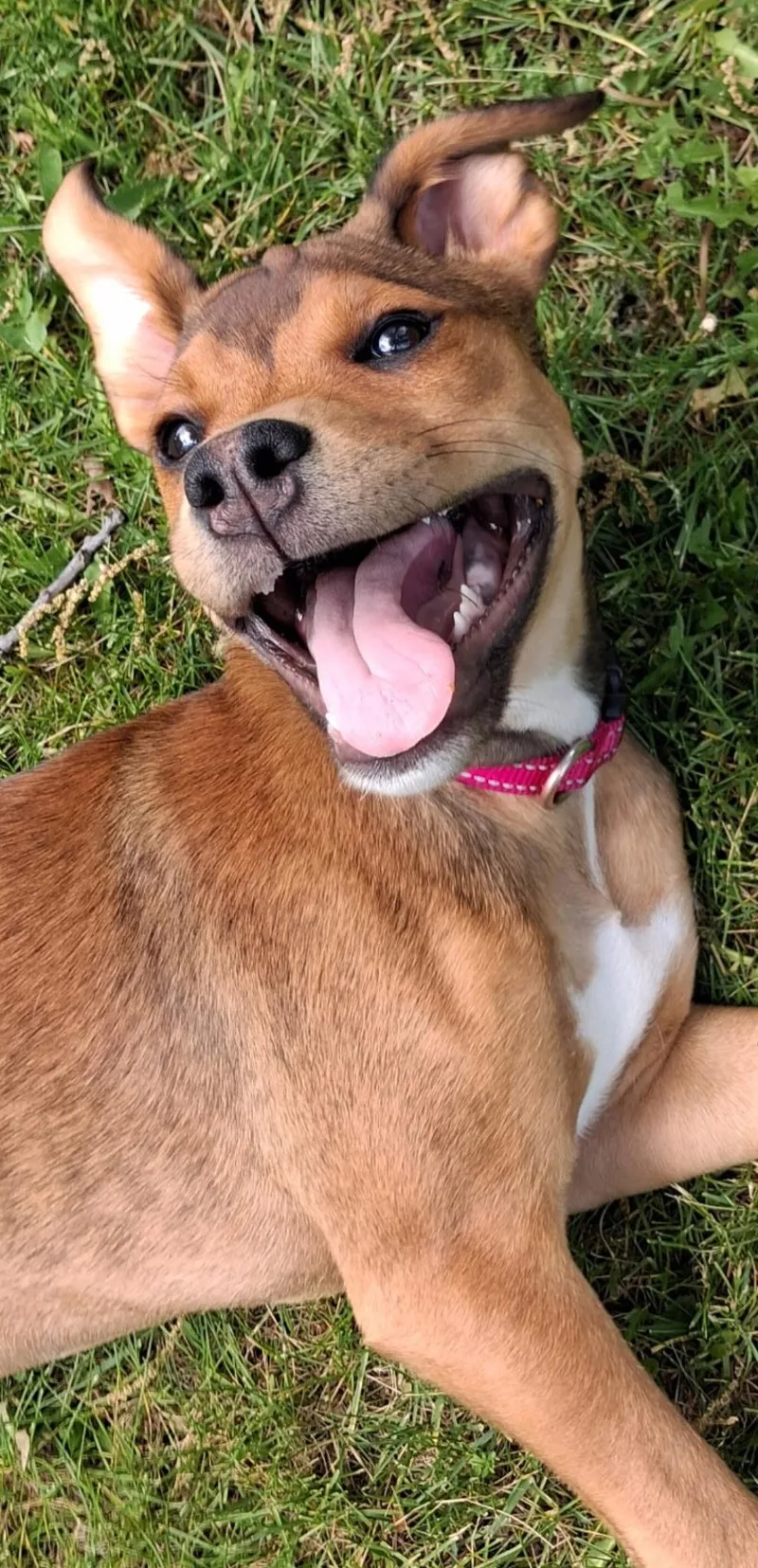 A baby medium-sized female Mixed Breed dog named Elektra for adoption in Macomb, MI
