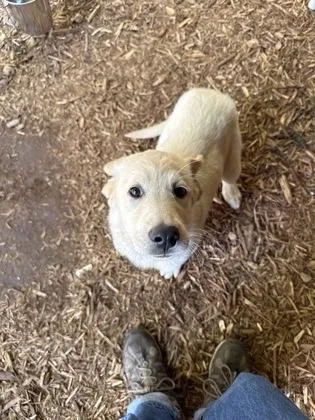 A baby medium-sized female Great Pyrenees dog named Waffles for adoption in Cumming, GA