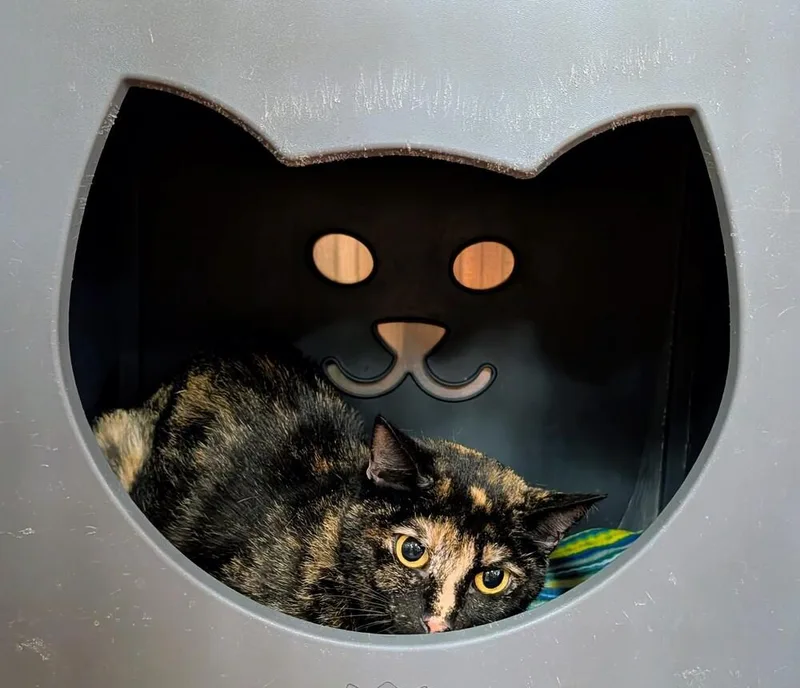 An adult large-sized female Domestic Short Hair cat named Drusilla for adoption in Tucson, AZ