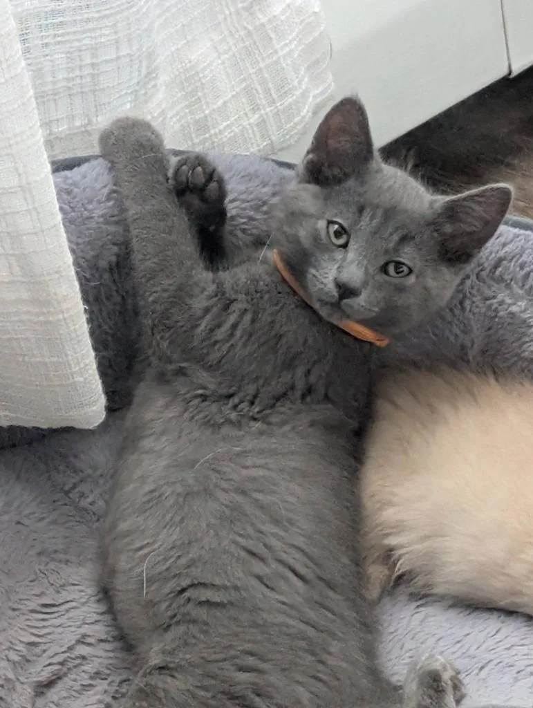 A baby medium-sized male Domestic Short Hair cat named Odin for adoption in Salt Lake City, UT
