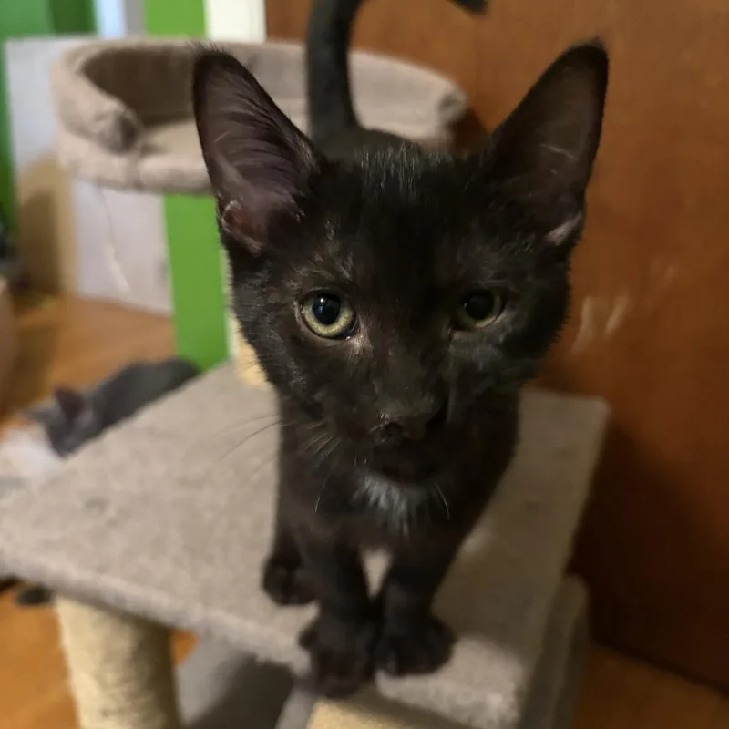 A baby small-sized male Black Domestic Short Hair cat named Wileykit for adoption in Medina, OH