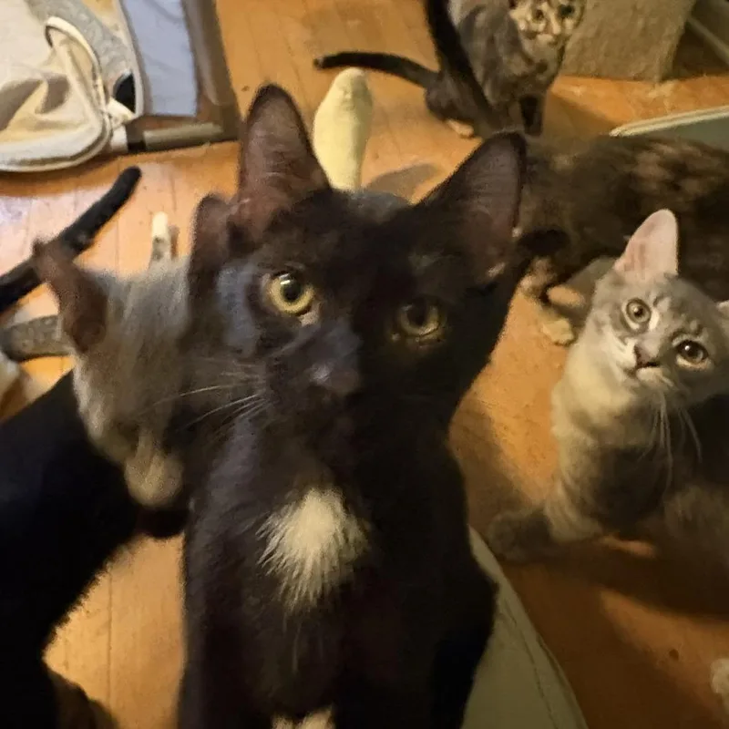 Wileykit thumbnail 2
