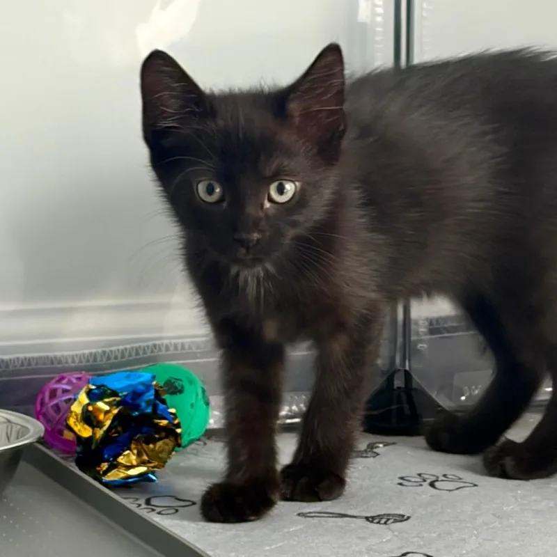 A baby small-sized female Black Domestic Short Hair cat named Smudge for adoption in Durham, NC