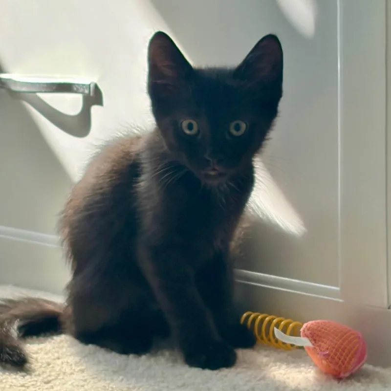Smudge thumbnail 2