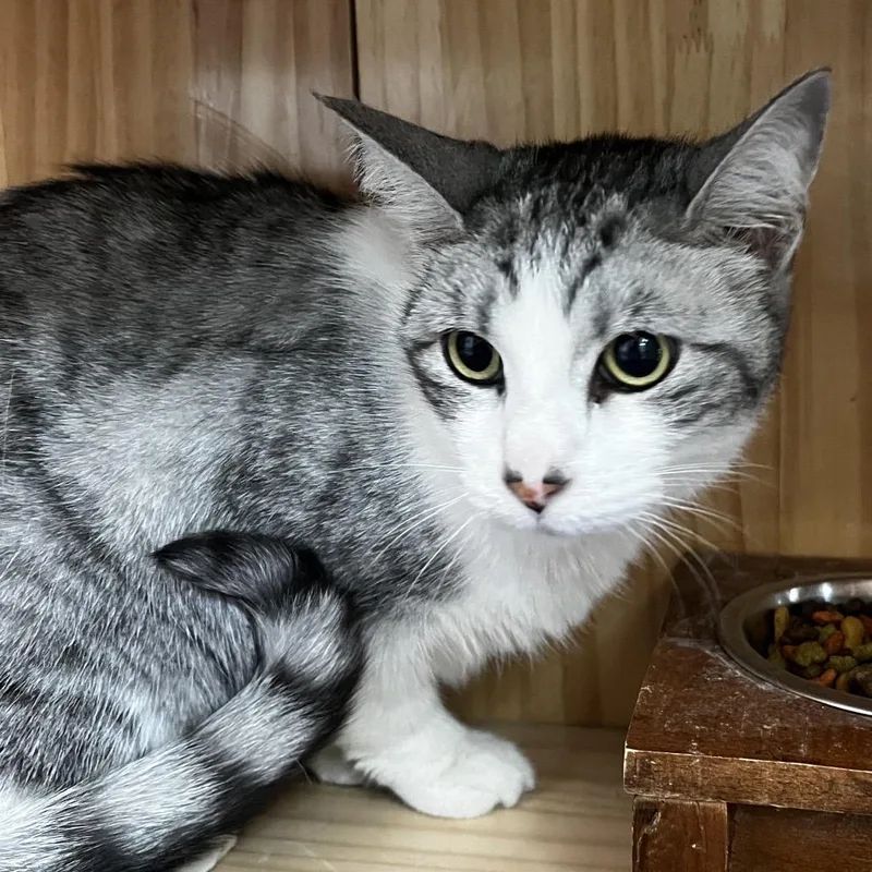 An adult large-sized female Gray / Blue / Silver Domestic Short Hair cat named Lois for adoption in Yucca Valley, CA