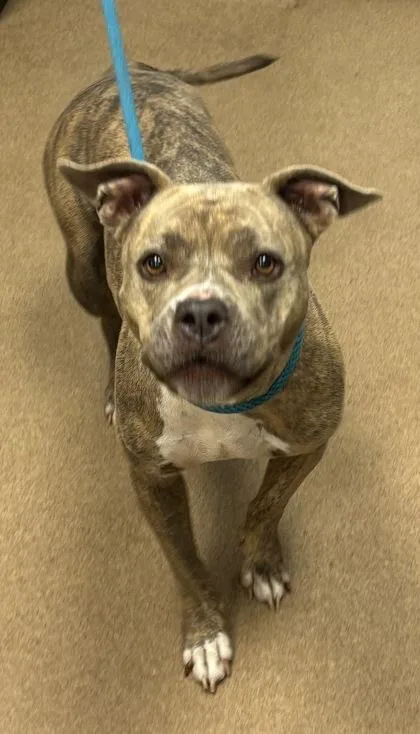 An adult medium-sized female Mixed Breed dog named Kendra Rumbledore for adoption in Chamblee, GA