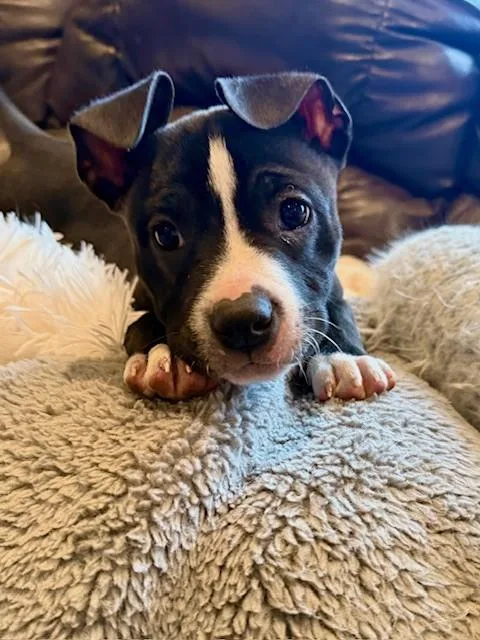 Finnegan thumbnail 2