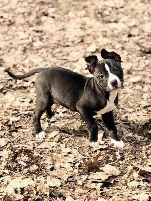 Finnegan thumbnail 3