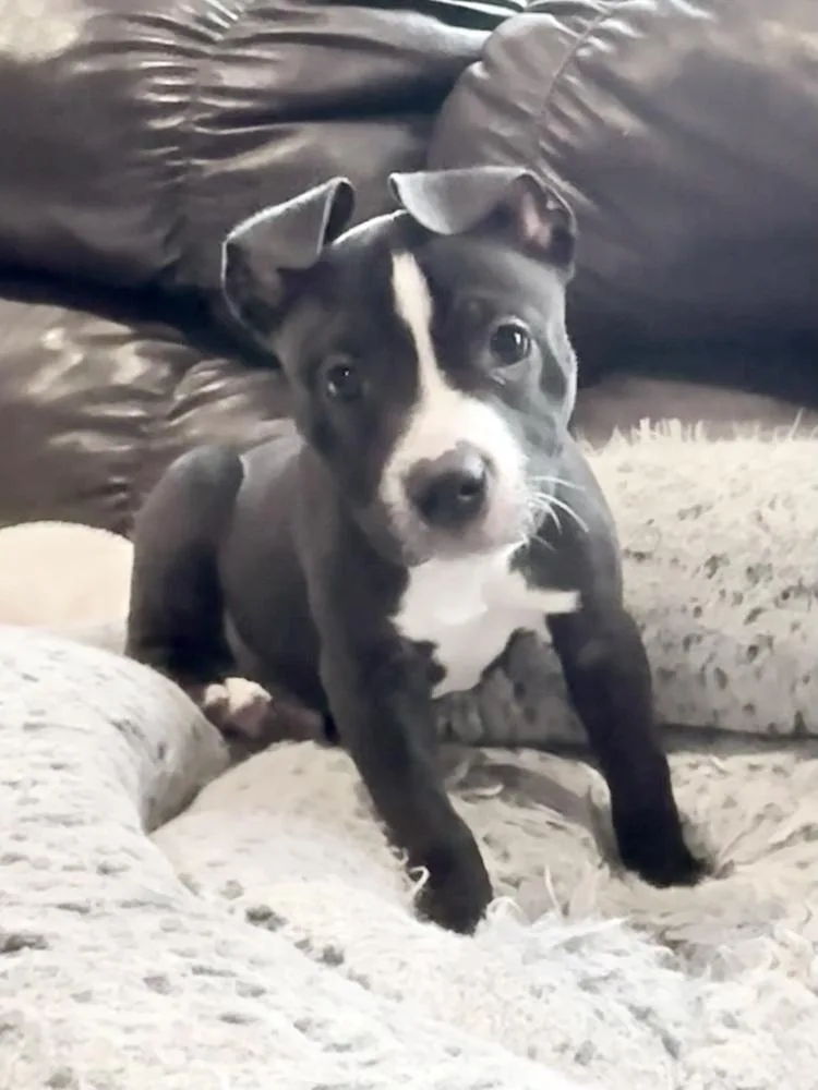 Finnegan thumbnail 4