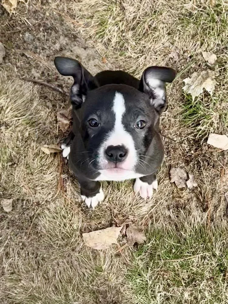 Finnegan thumbnail 5