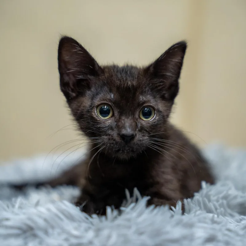 A baby small-sized male Black Domestic Short Hair cat named Plantain for adoption in Gainesville, GA