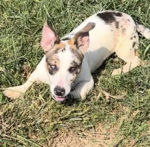A young small-sized female Chihuahua dog named Raya for adoption in Sistersville, WV